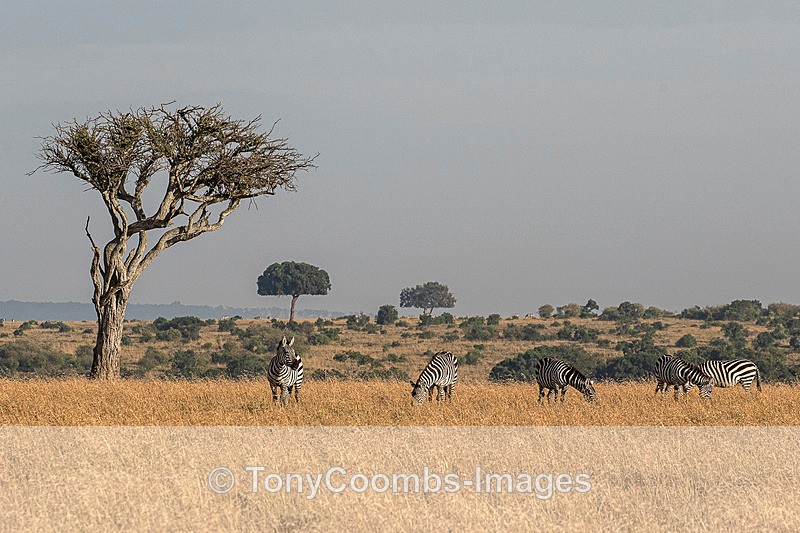 Plains Zebra - Mara North ~ Other Mammals