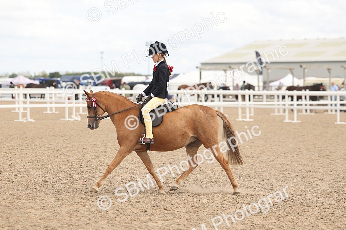 SBM_16011 - Class 311 - Ridden Show pony-Show hunter Pony