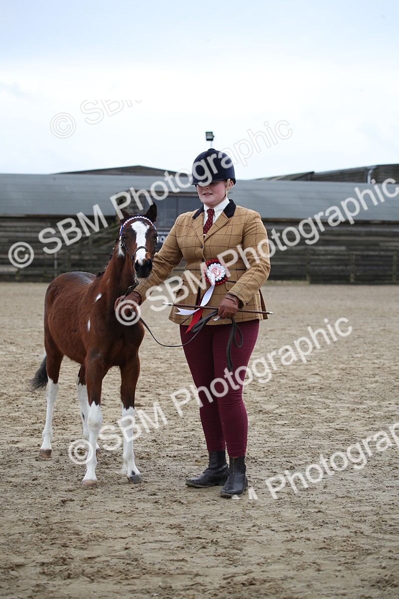 SBM_004582 - Class 5-9 - NPS In Hand-Show Hunter-Intermediate Ridden Inc Ridden Championship