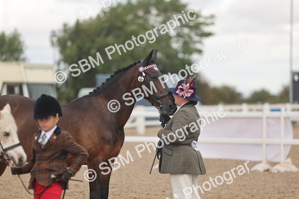 SBM_04363 - Class 17 - Prettiest Mare (IH or Ridden)