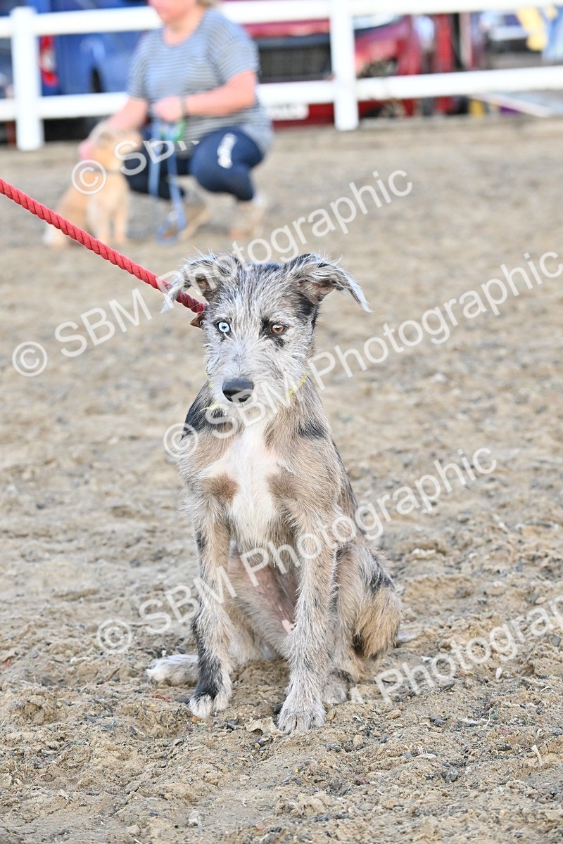 SBM_09618 - Lorry Dogs