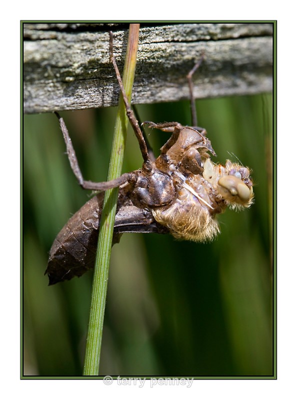 Dragonfly Exuvia 2 - Insects & Spiders