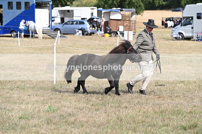 WJ6_6813 - Class 21 Shetland & Mini Horses