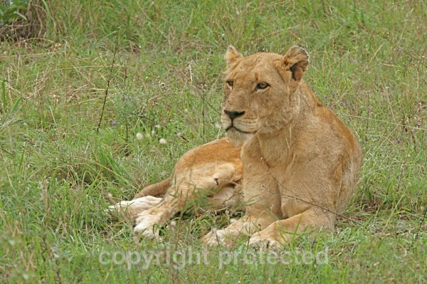 African Lioness (Timbavati, South Africa) - African Lions