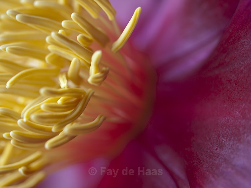  - The Glow of Summer