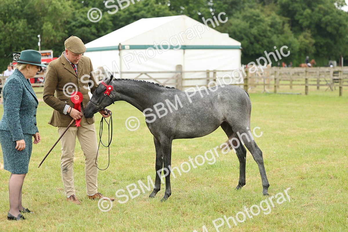 SBM_05372 - Class 68-73 - Riding Pony Breeding