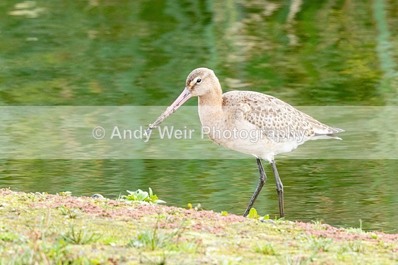 181025-Woolston-8E0A7128 - Other Waders