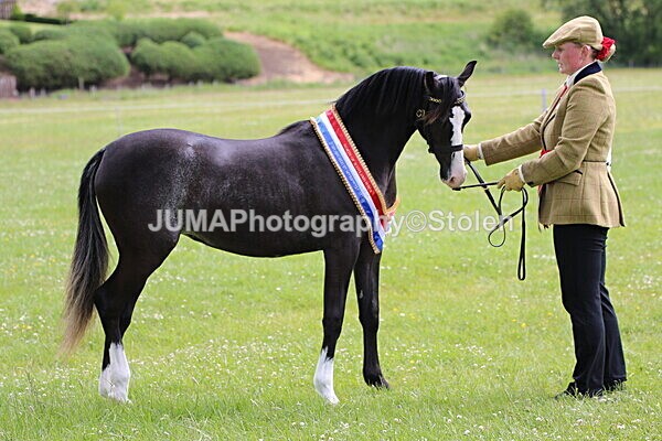 SIAL7498 - Ring 1