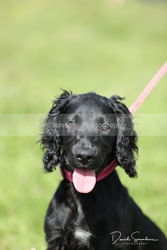 SPXX0572 - Dog show