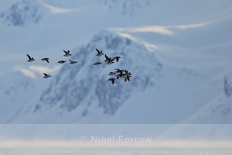 Brünnich's Guillemots in flight, Spitsbergen, Svalbard - Brünnich's Guillemot