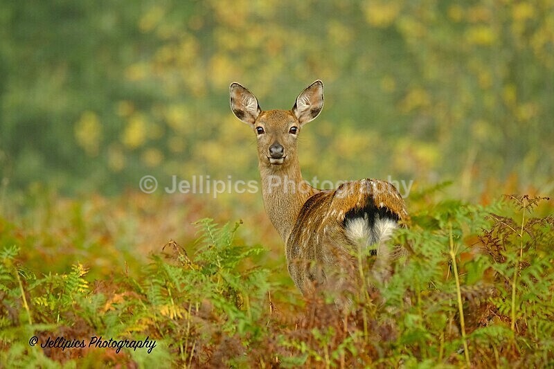  - Wildlife and Nature