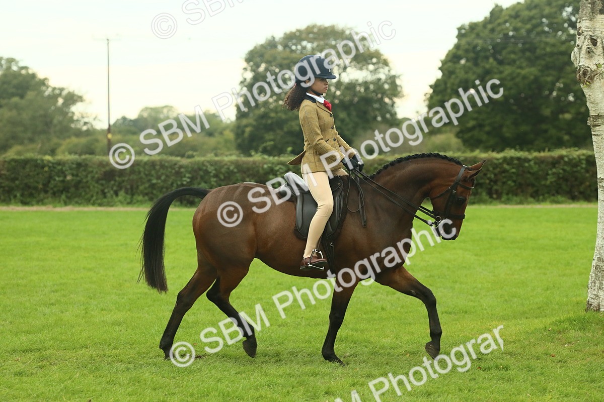 SBM_73950 - S 61 - Show Pony & Show Hunter Pony Ridden