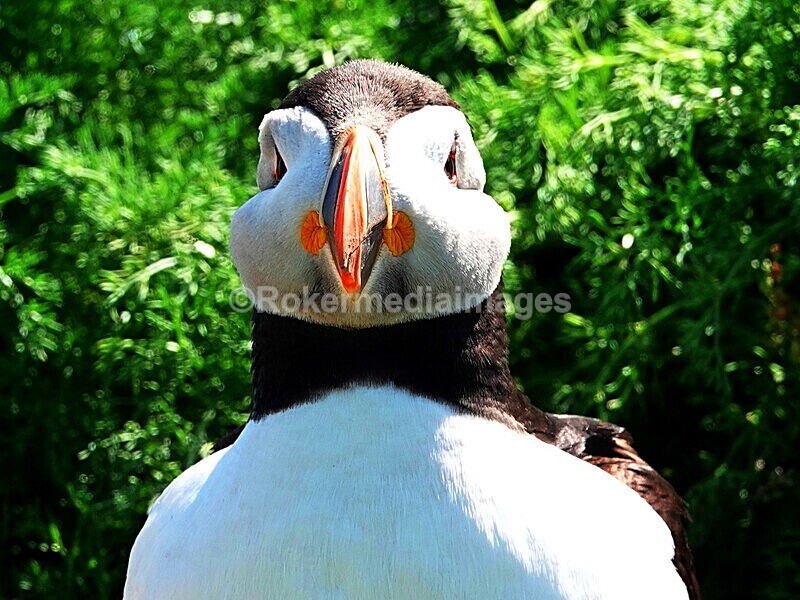 DSC00334 - Skomer 2019