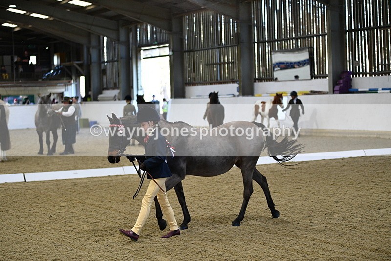 WJ5_3579 - Class 5 In Hand Veterans