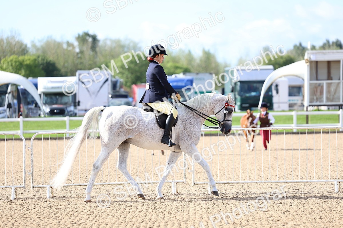 SBM_09099 - Class 303 - Ridden Pure Bred Horse Pony