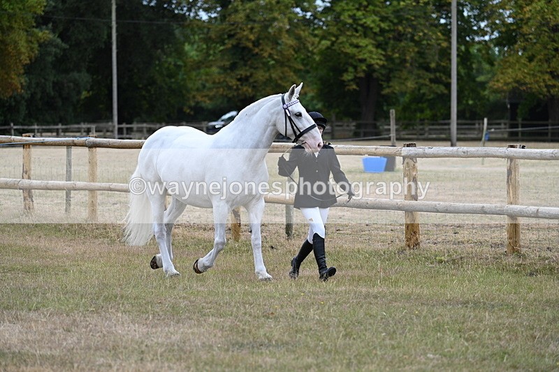 WJ7_8859 - Class 4a Prettiest Mare 14.2hh and over