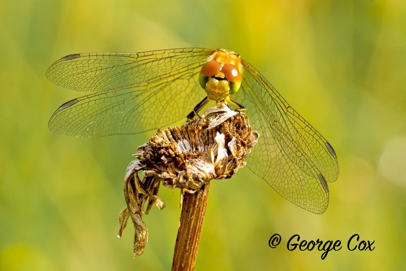 Common Darter - Sympetrum striolatum - Dragonflies