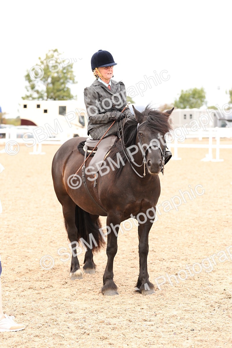 SBM_16425 - Class 211 - Best Side Saddle Horse - Pony