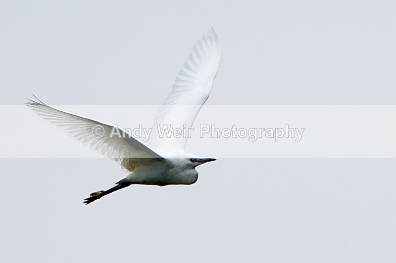 20120812-_MG_0459 - Grey Heron
