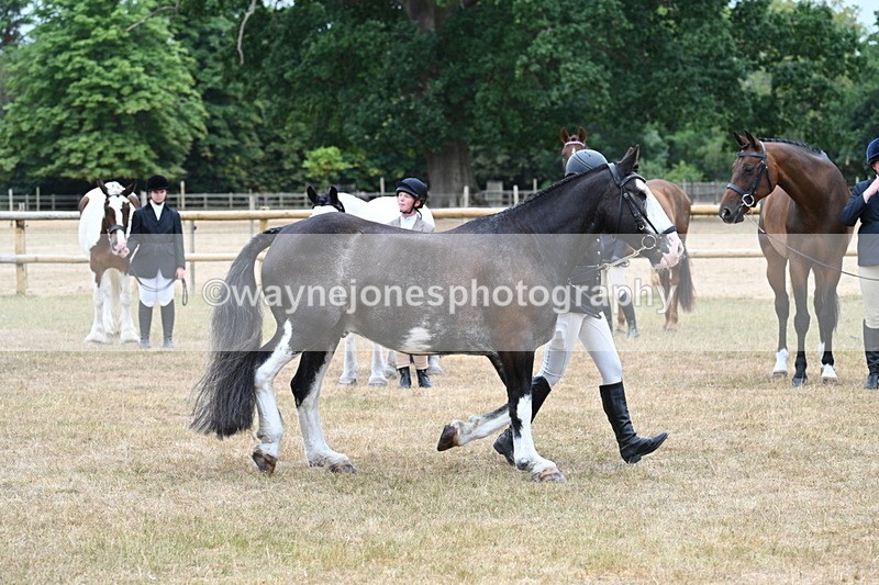 WJ7_9854 - Class 5a Most Handsome Gelding (above 14.2hh)