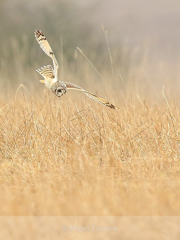 Short-eared Owl diving, Hawling, Gloucestershire - Short-eared Owl