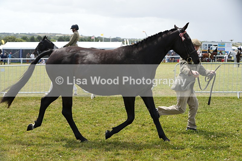 DSC06342 - Class 55: Hunter/Riding Horse/Hack 3 & 4 yr olds