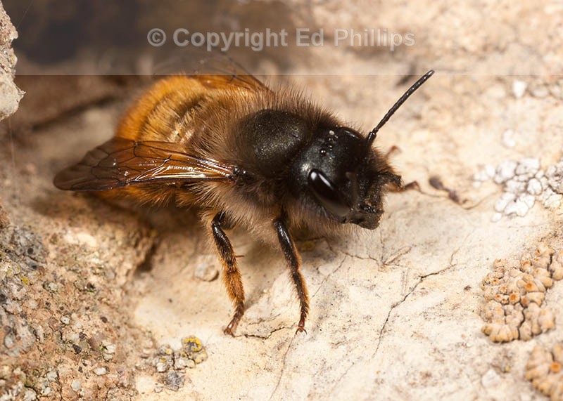 Osmia bicornis (f)