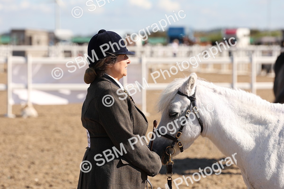 SBM_12936 - Class 206 - IH Non Show Type Pony