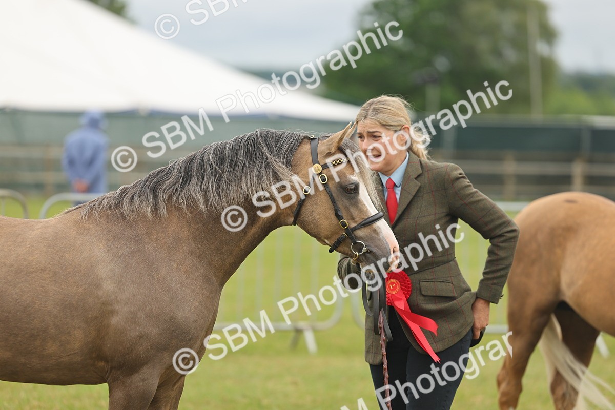 SBM_02187 - Class 50-57 - M&M Welsh Pony In Hand
