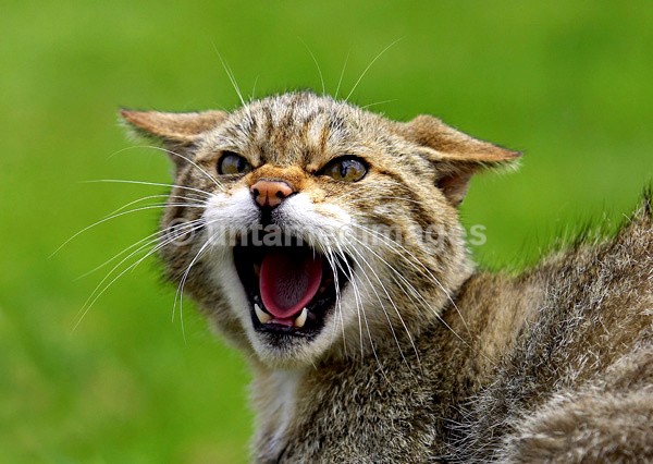 Scottish Wild Cat - United Kingdom