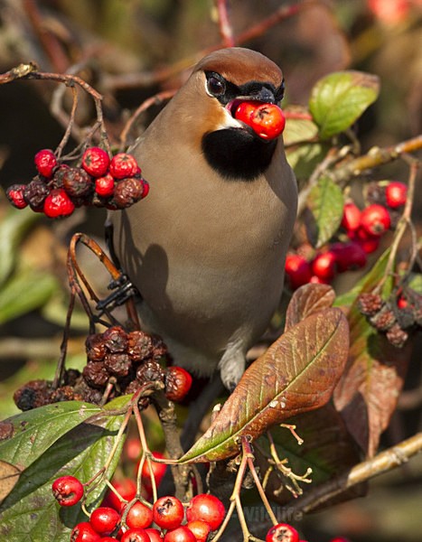 WAXWINGS (ww 11) - THE WAXWING GALLERY