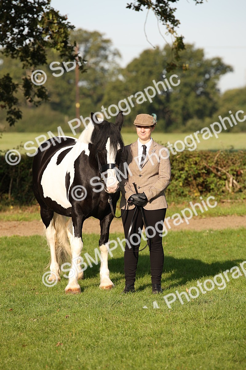 SBM_58768 - S51 - Piebald & Skewbald Horse In Hand