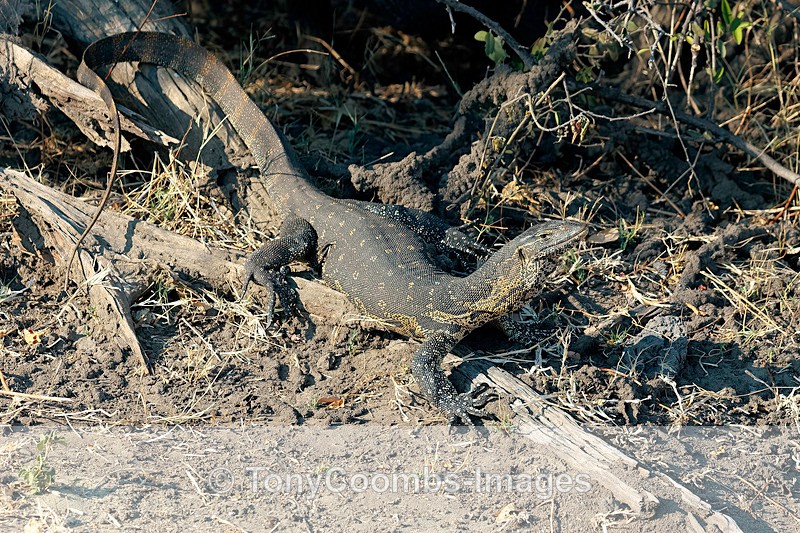 Nile Water Monitor - Botswana ~ Various Other