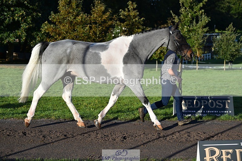 231022-092208-21735 - 622-CRAFTY.WIZARD-Heather.Urquhart-TrotUp+SJ