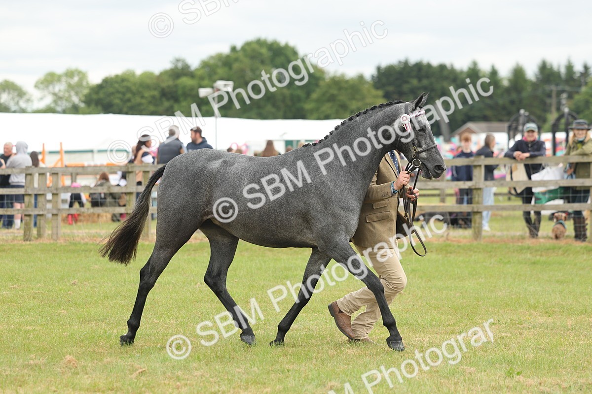 SBM_05482 - Class 68-73 - Riding Pony Breeding