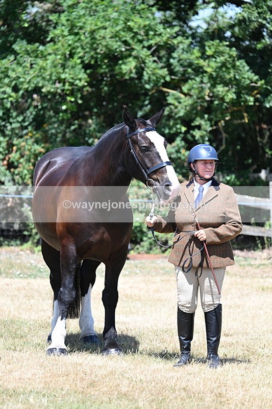 WJ7_2419 - Class 5a Most Handsome Gelding in hand (above 14.2hh)