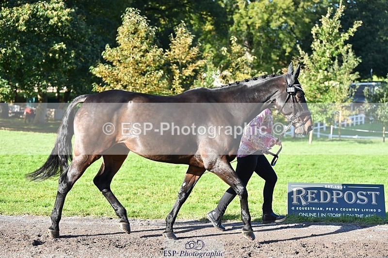 231022-104638-22731 - 464-IMPERIAL.TANGLE-Deborah.Burrell-TrotUp+SJ