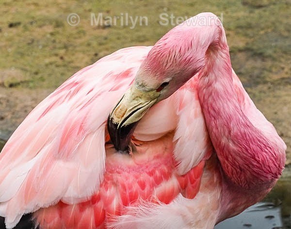 Slimbridge-3 Andean Flamingo - Slimbridge Wetlands Centre