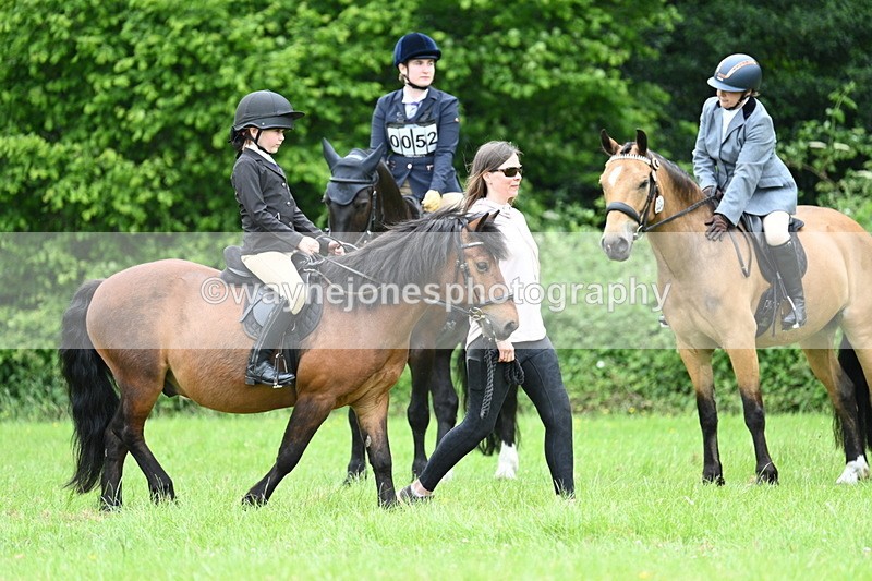 WJ7_4085 - Class 14A Handsome Gelding