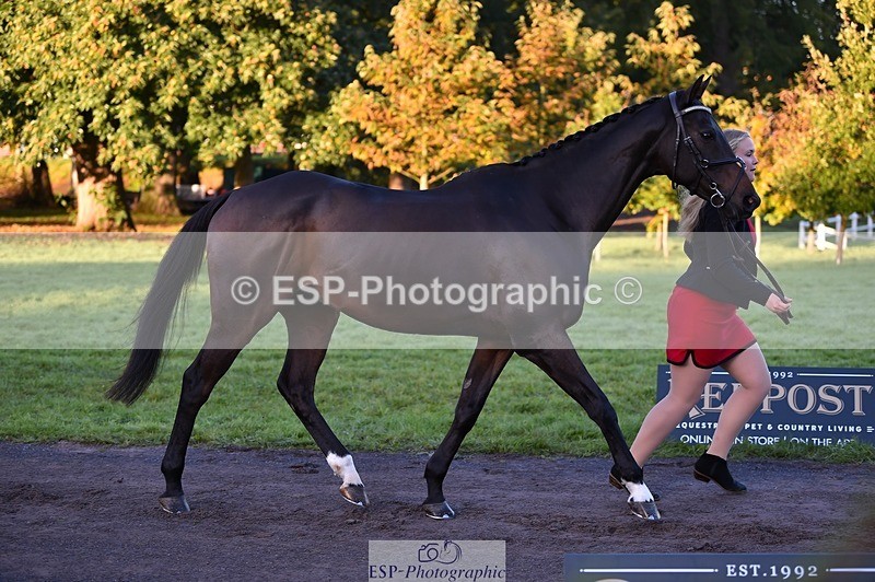 231022-083950-21281 - 611-PASTORAL.DANCER-Dana.Bateman-TrotUp+SJ