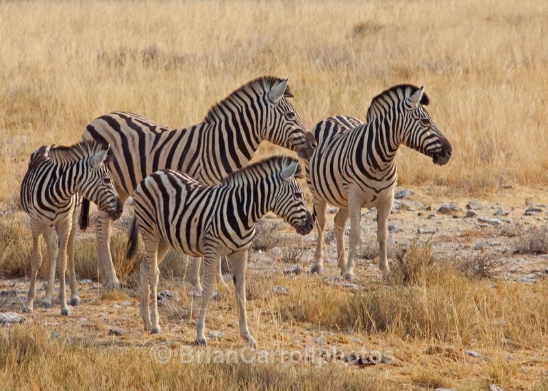  - African Safari Tour 09 Zambia, Botswana,Namibia & South Africa