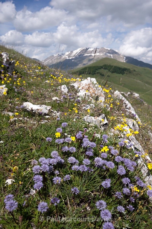  - Plants: wide-angle
