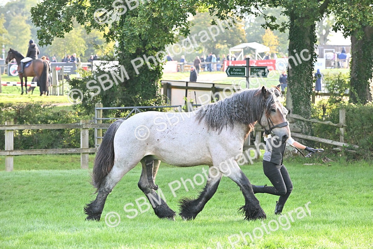 SBM_55313 - S44 - Youngstock In Hand