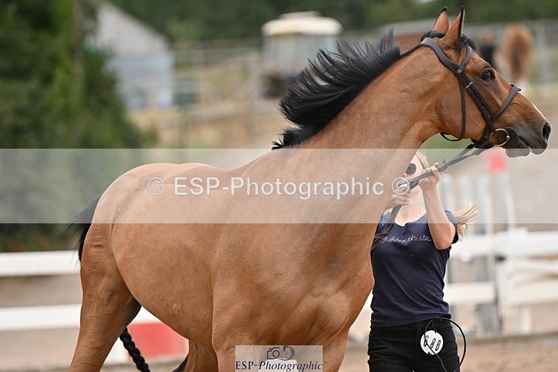 250716-160002-02322 - Trot Up 3.30 to 4.30