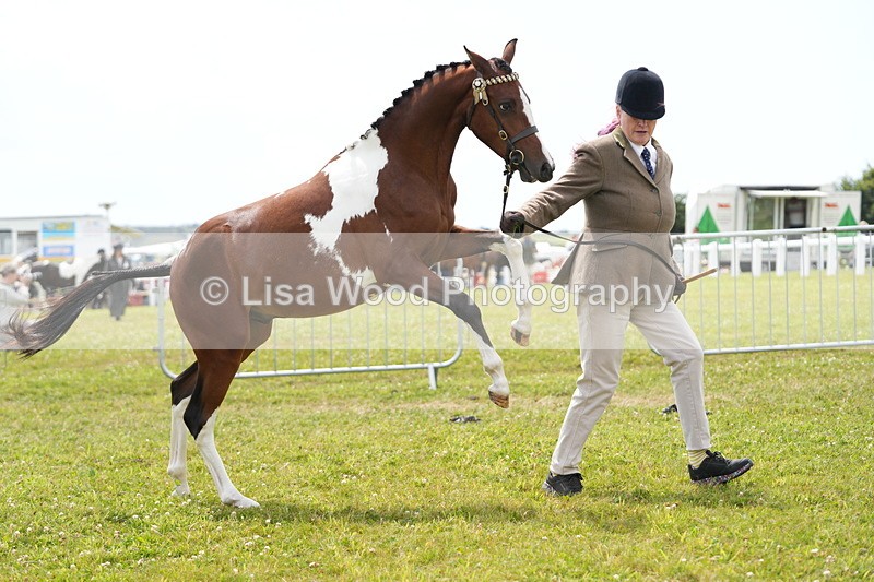DSC06711 - Class 58: Coloured Pony Youngstock