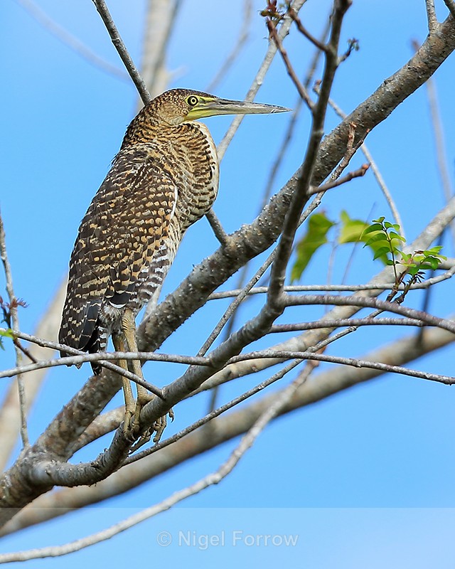 Bare-throated Tiger-Heron (juvenile), Sierpe River, Costa Rica - Bare-throated Tiger-Heron