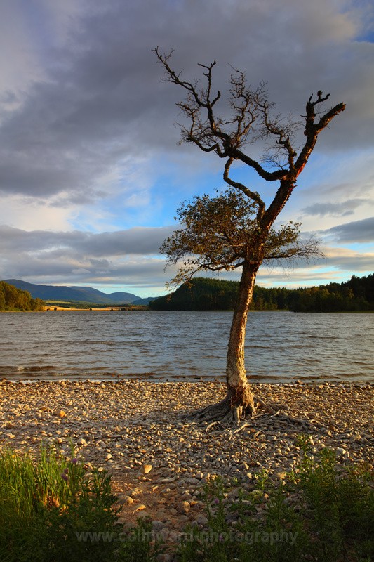 Lone Tree, Loch Pityoulish, Cairngorms - Scotland