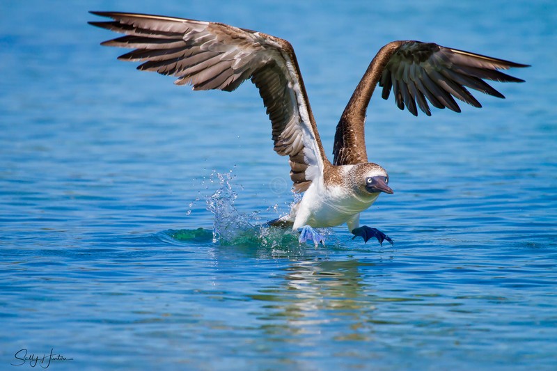 Blue-Footed Booby 3