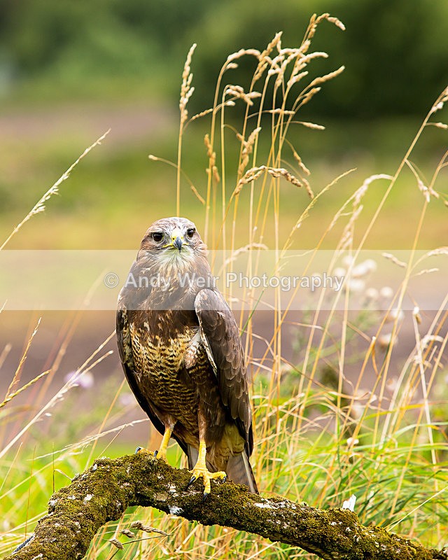 20140816-3K8A5184 - Common Buzzard