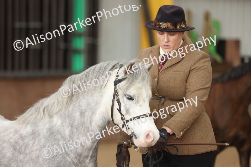 20251109-0625 - Class 22 - Geldings 4 Years and over